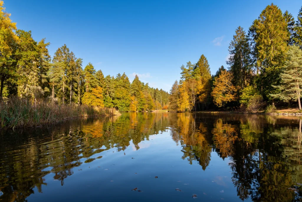 mallard lake forest of dean tranquil autumn