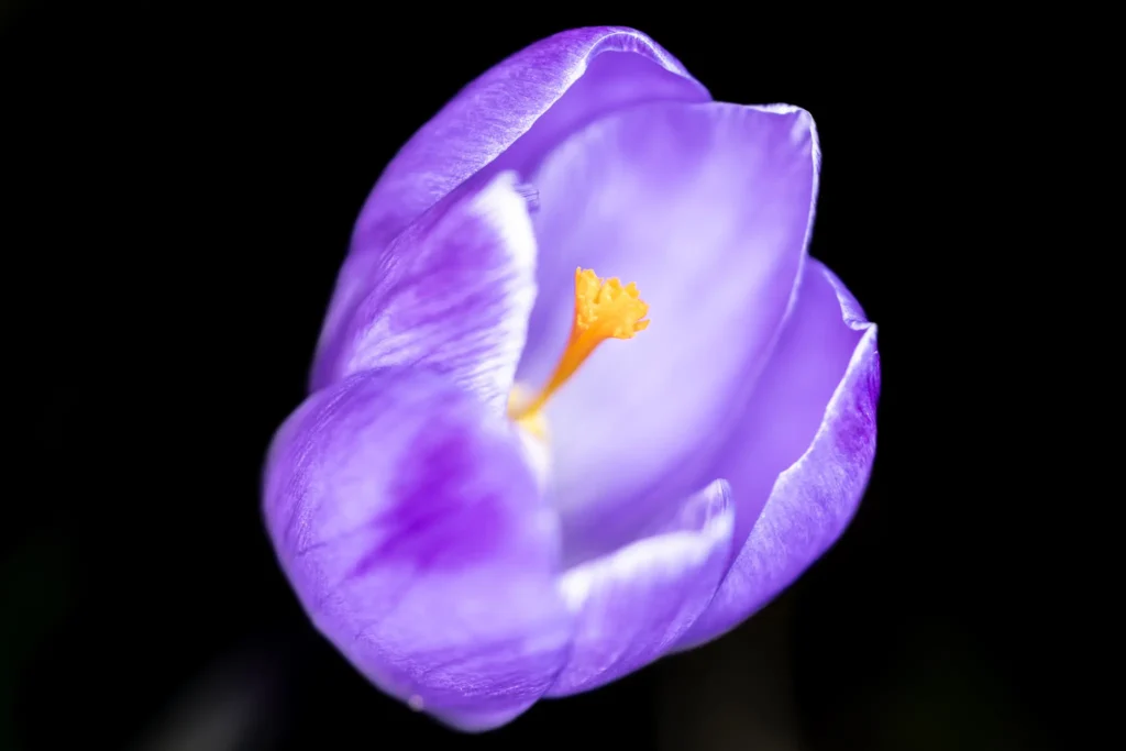 Horizontal macro of a purple crocus with soft petals against a black background