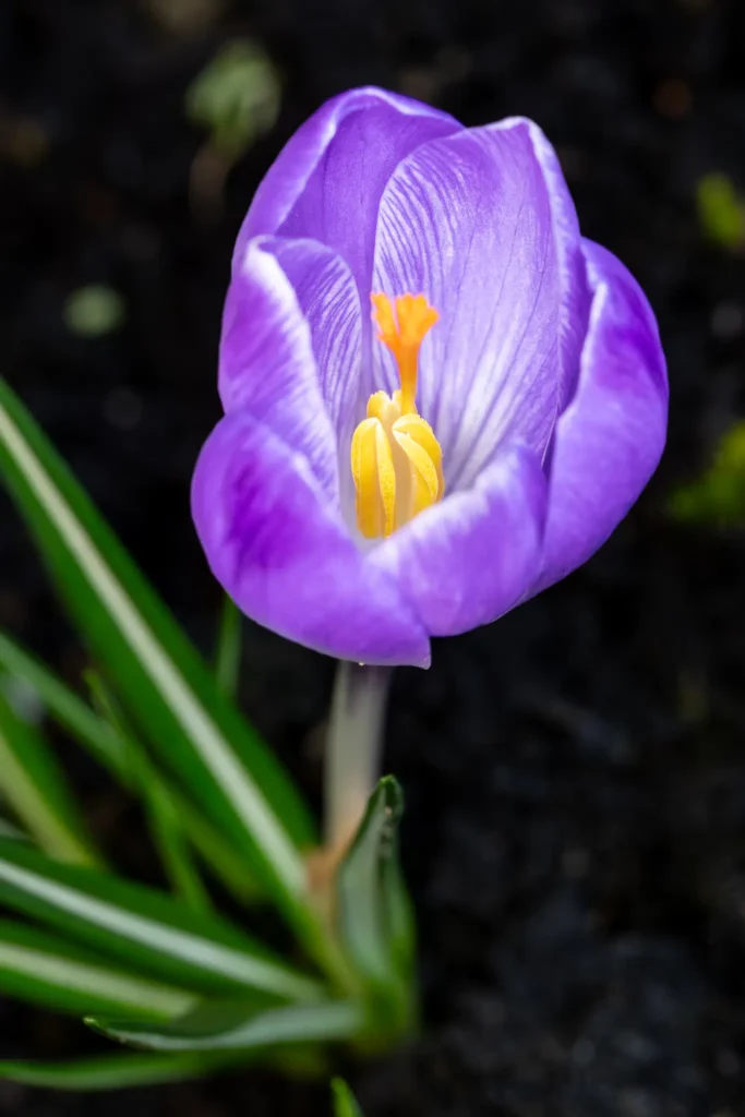 Vertical macro of a purple crocus with bright orange stamens