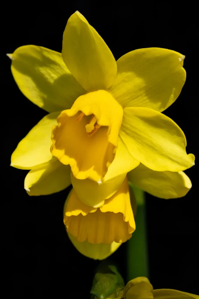 Macro of a yellow daffodil flower against a dark background