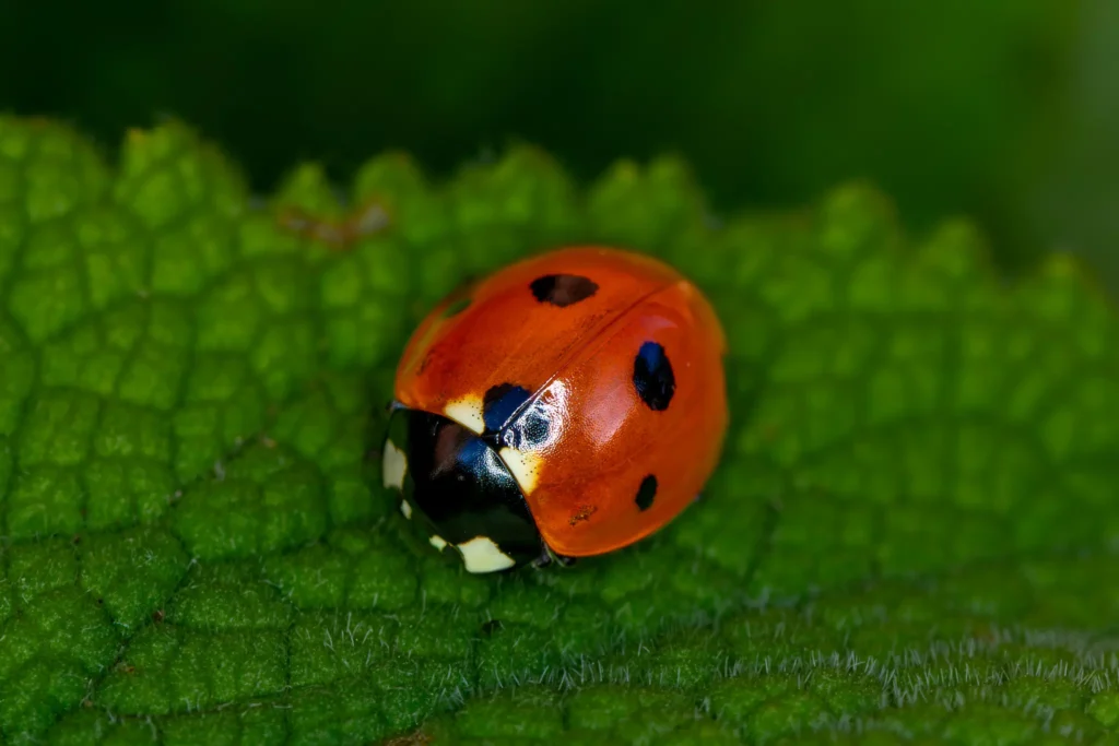 Macro photograph of a red ladybird with black spots on a green leaf