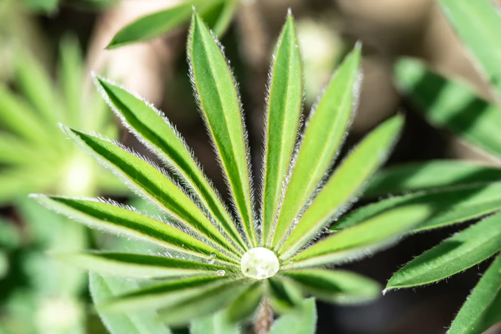 Top‑down macro of a lupin leaf with radiating green leaflets