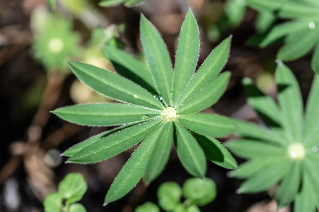 Macro photograph of a lupin leaf with central water droplet in sunlight