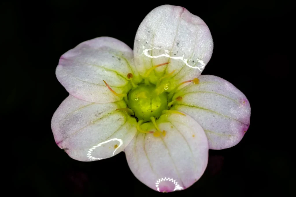 Macro of a white garden flower with green centre and water on the petals.