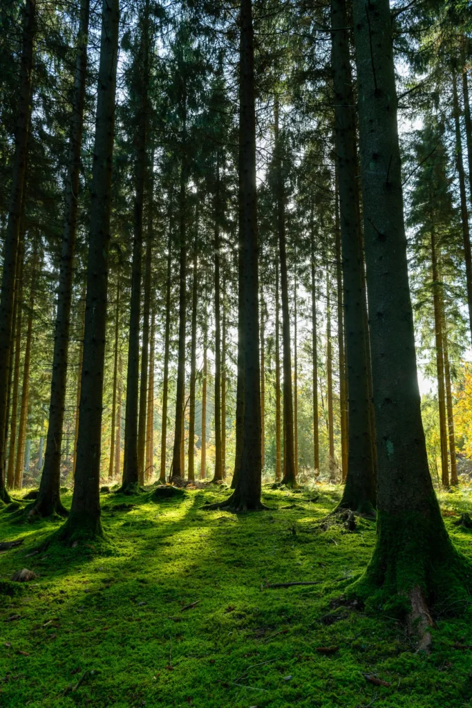 mallard lake forest of dean dense forest