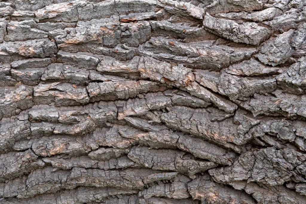 closeup tree bark texture