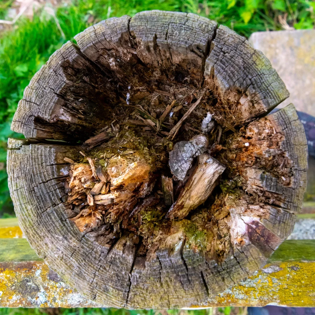 decaying wooden post cross section