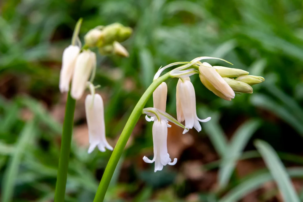 A Circular Walk Around Dumbleton, Gloucestershire: Capturing the Idyllic Charm dumbleton gloucestershire pink bell flowers