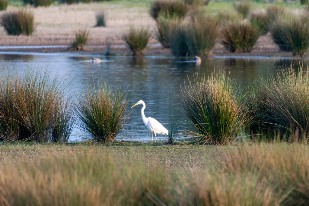 Photography with the Tranquil Beauty and Wildlife of Hill Court Farm & The Blacklands great egret standing wetland hill court farm