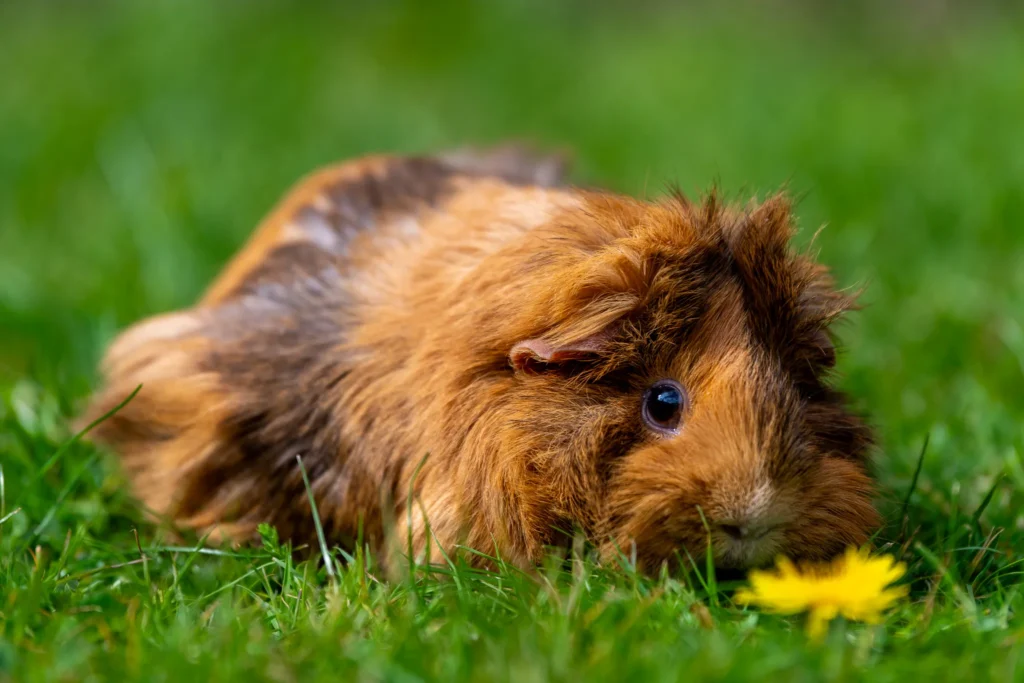 Pet Photography Session Breakdown:Capturing the Charm of a Chesnut the Guinea Pig in Nature guinea pig grass yellow flower
