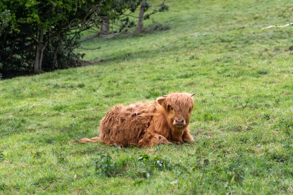 A Photographer’s Journey Through the Malvern Hills highland cow green field