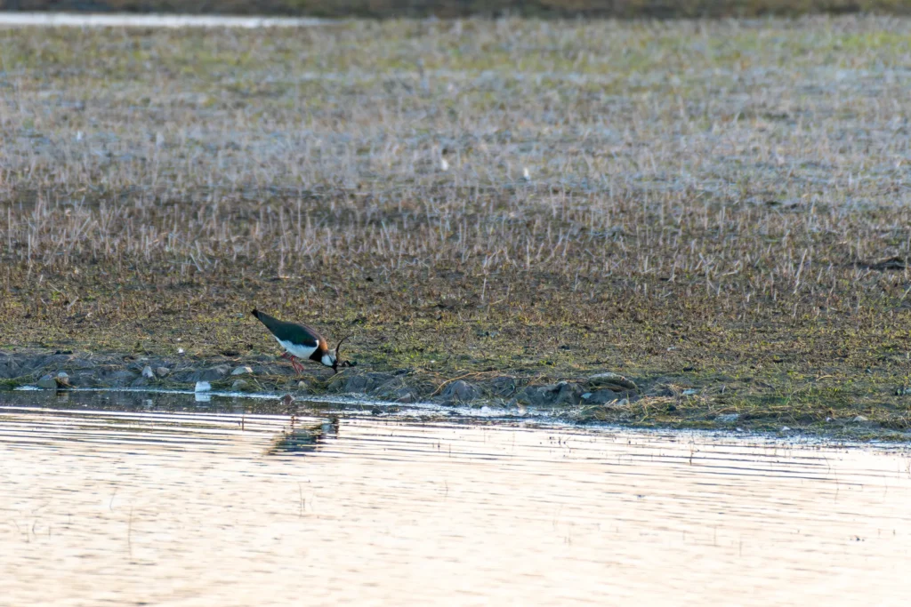 Photography with the Tranquil Beauty and Wildlife of Hill Court Farm & The Blacklands lapwing at water edge hill court blacklands