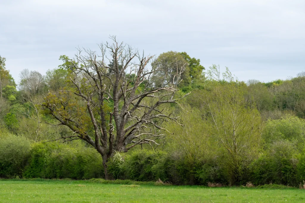 large tree grassy field
