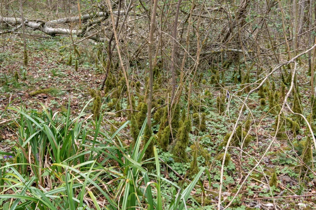 mossy forest greenery