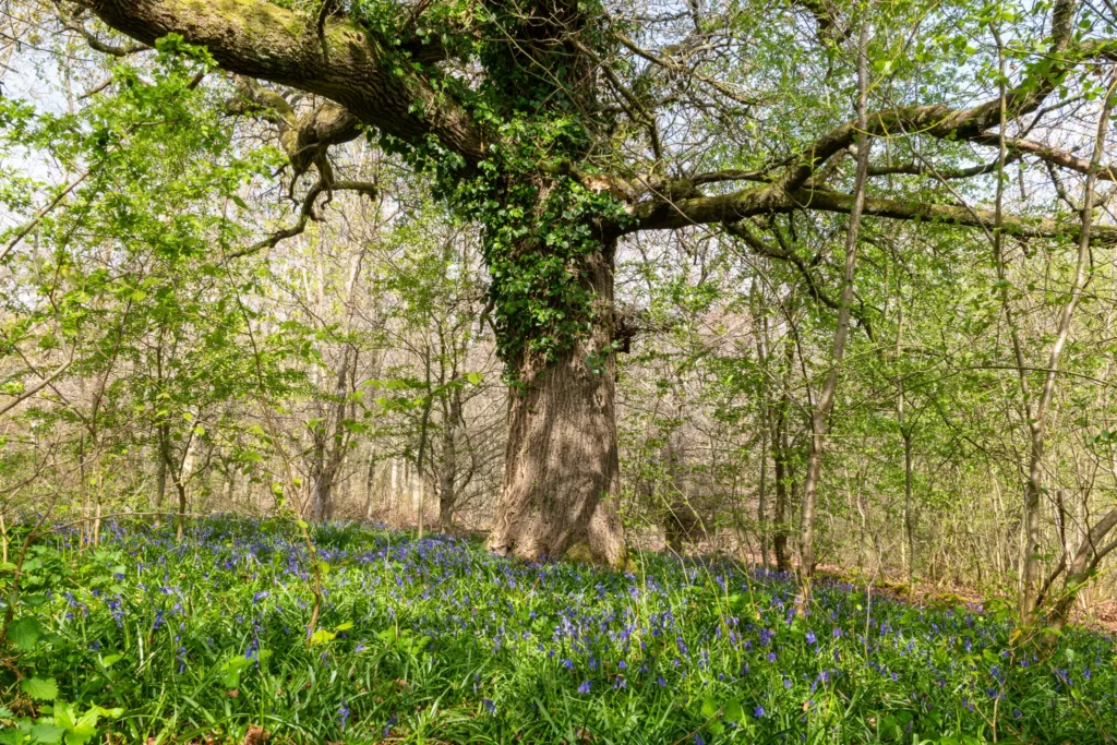 mossy tree bluebells woodland