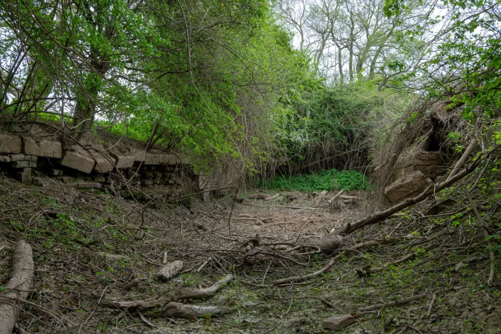overgrown forest stone structures