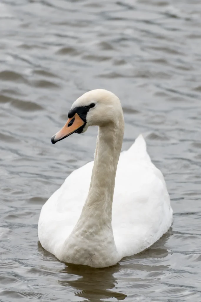 white swan on water