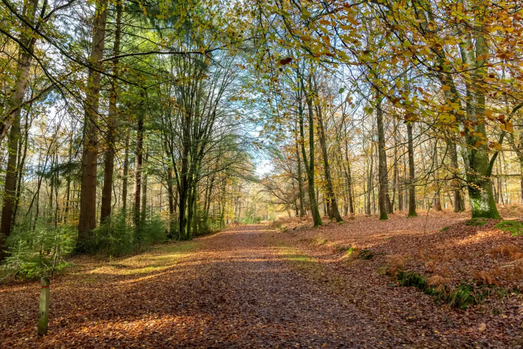 A picturesque forest trail blanketed in autumn leaves, with trees glowing in golden hues, inviting visitors to explore the tranquil woodland scenery of the New Forest.