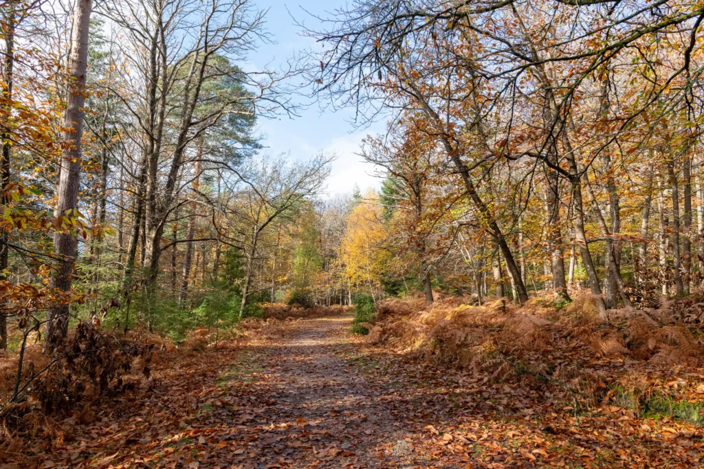An inviting tree-lined trail strewn with autumn leaves, perfect for walking and exploring the natural tranquillity of the New Forest.