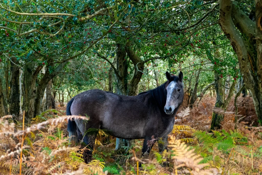 A stunning dappled grey pony among lush forest undergrowth and holly trees with red berries, perfectly showcasing the harmony of wildlife and flora in the New Forest.