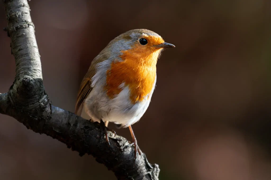 This photo features a European robin, a beloved British bird, perched calmly on a branch, a frequent companion in the woodland settings of the New Forest.