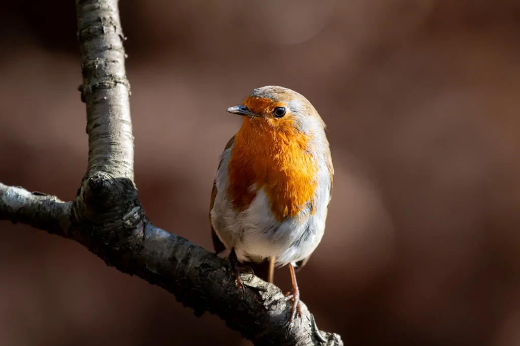 Detailed portrait of a European robin, a symbol of British woodlands, found throughout the New Forest and easily spotted by keen birdwatchers.