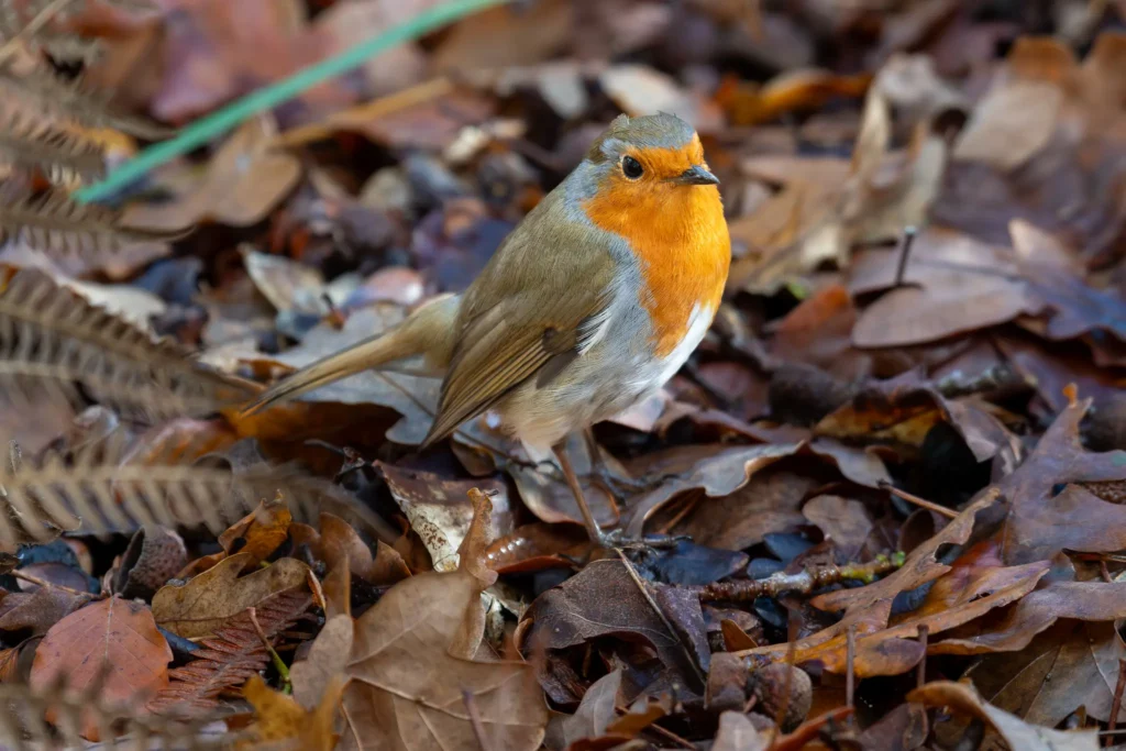 A close-up of an iconic European robin foraging among colourful fallen leaves in the New Forest, highlighting the rich birdlife of the area.