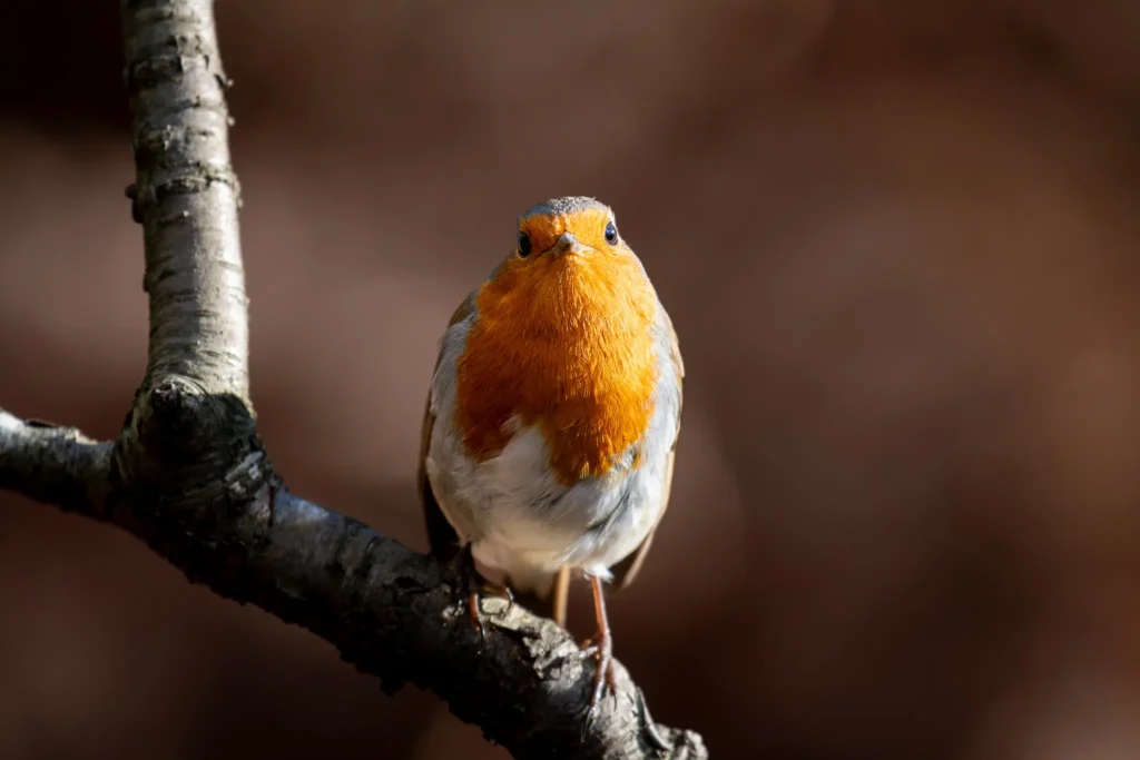 Charming close-up of a European robin bathed in sunlight, perched on a tree branch in the New Forest, representing the area’s thriving bird population.