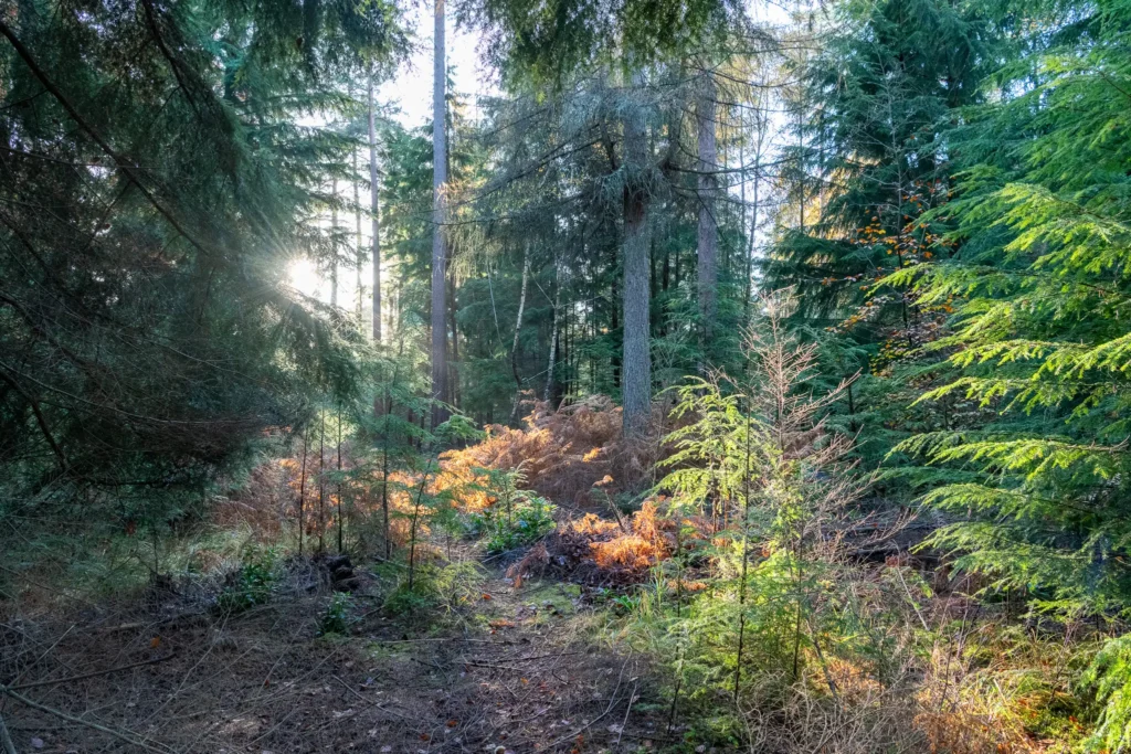 Dappled sunlight shines through a glade of evergreen trees, illustrating the year-round charm and serenity of the New Forest’s woodland environments.