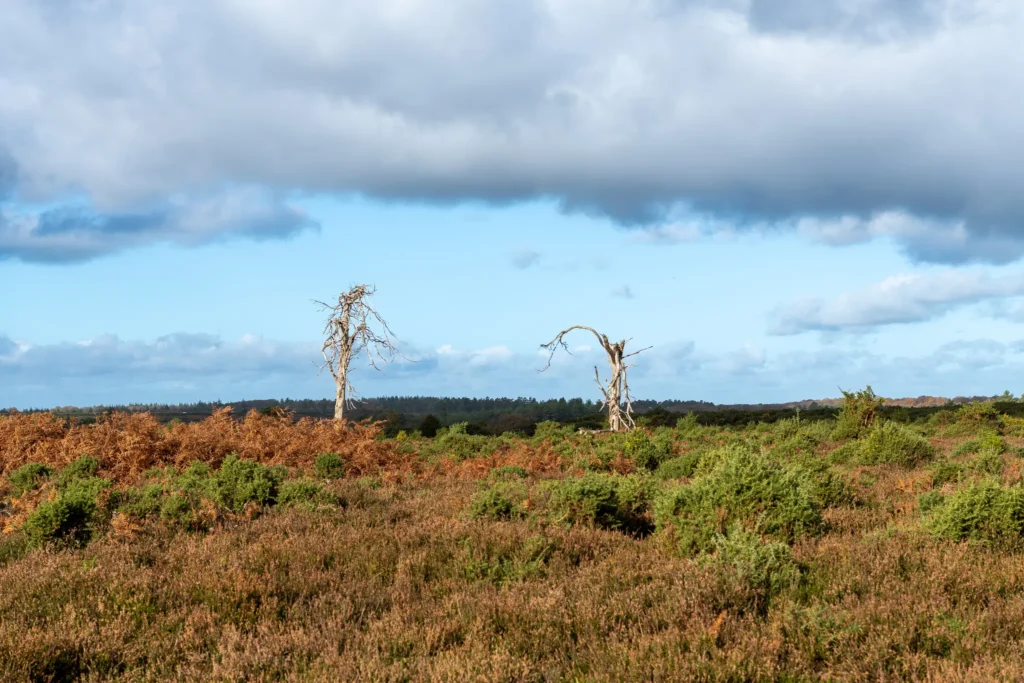 An evocative landscape image of the New Forest’s moorland, featuring isolated dead trees and wide-open skies, reflecting the wild, untamed spirit of the region.