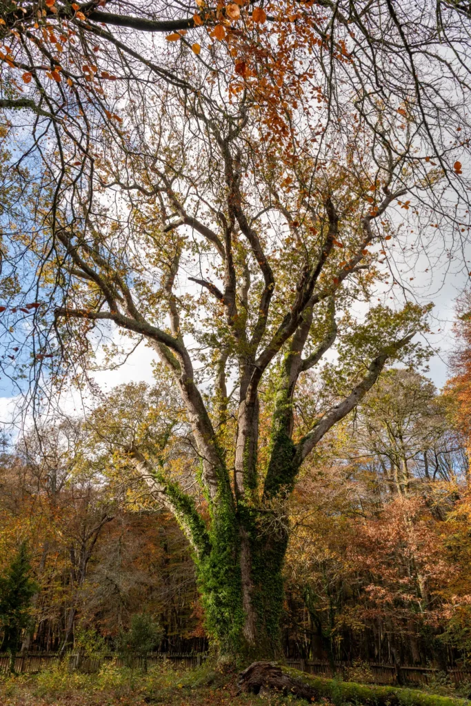 Depicting one of the New Forest’s iconic ancient oaks, this image conveys centuries of growth and the unique biodiversity supported by these trees.