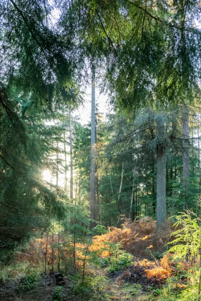 Sunbeams break through the dense evergreen woods in this atmospheric New Forest scene, highlighting the peaceful and pristine nature of the national park.