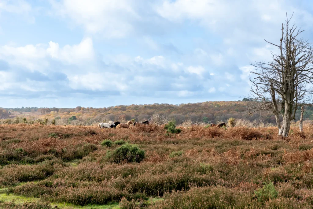A group of wild New Forest ponies blends into the landscape, a quintessential scene reflecting the freedom and natural heritage of this UK national park.
