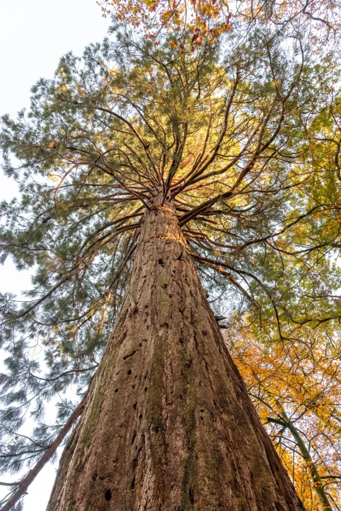 A view from below of a tall redwood tree with rays of sunlight illuminating its branches, showcasing the impressive ancient trees of the New Forest National Park.