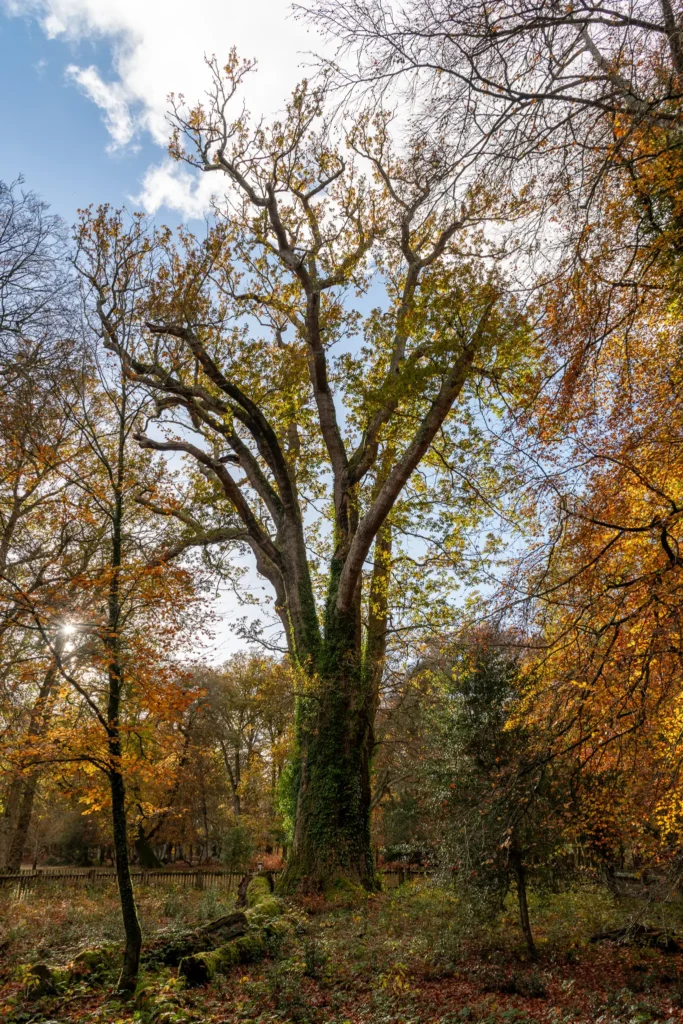 An impressive veteran oak tree covered with ivy and surrounded by vivid autumn foliage, representing the living history and scenic splendour of the New Forest.