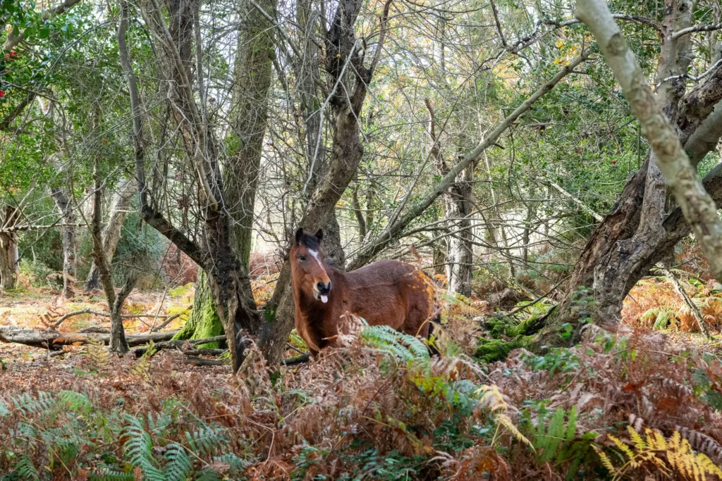 This photo captures a wild pony in the heart of the New Forest, surrounded by ferns and trees, embodying the region’s famous natural beauty and wildlife.