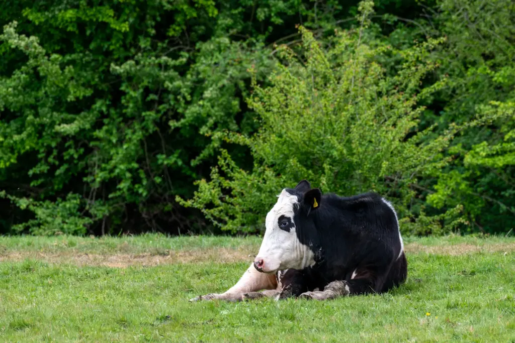 A black and white cow resting on a grassy field with a natural green backdrop.