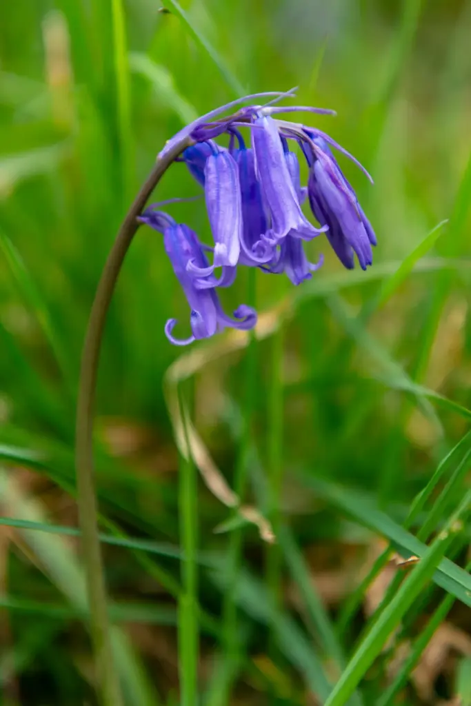 Close-up of a single purple-blue bluebell flower with a blurred grassy background.