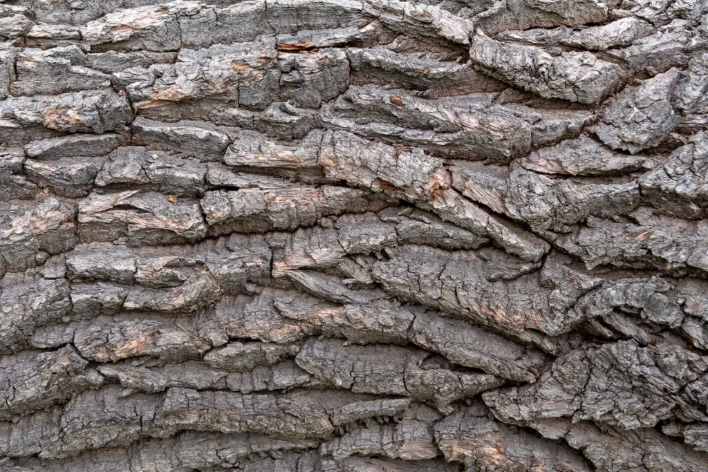 Close-up of rough tree bark with deep crevices and layered patterns.