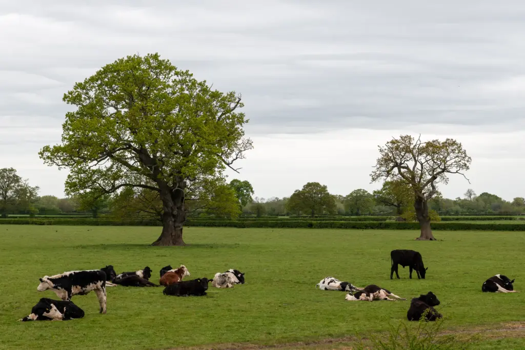A serene pastoral scene with cows resting in a green field, surrounded by trees and an overcast sky.
