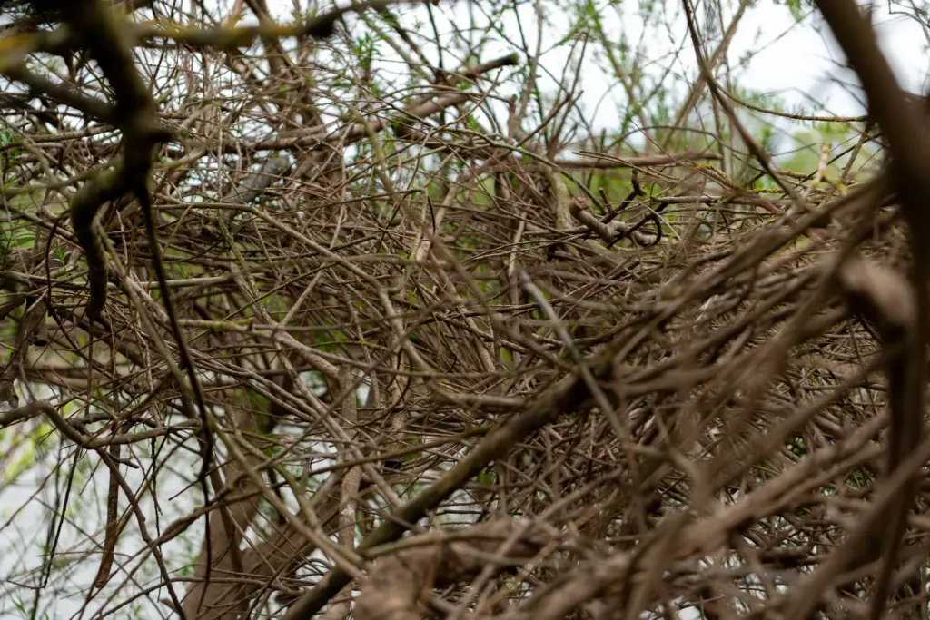 Close-up of a dense network of intertwining branches with small green leaves in a natural environment.