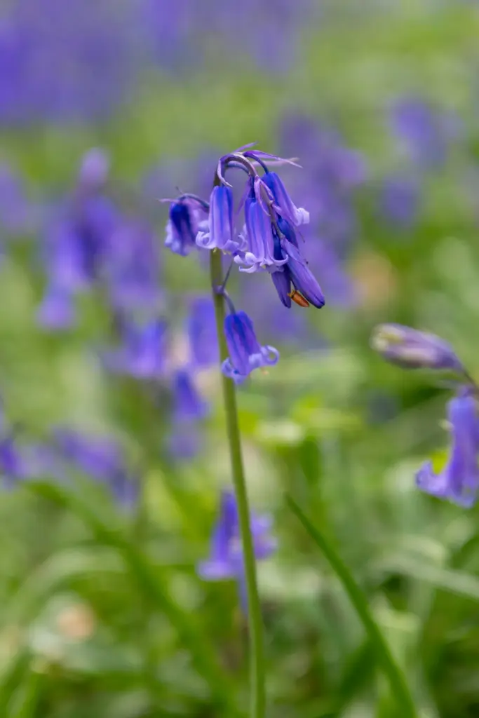 Close-up of a vibrant bluebell flower in Dumbleton, Gloucestershire, with a blurred green and blue background highlighting its delicate structure.