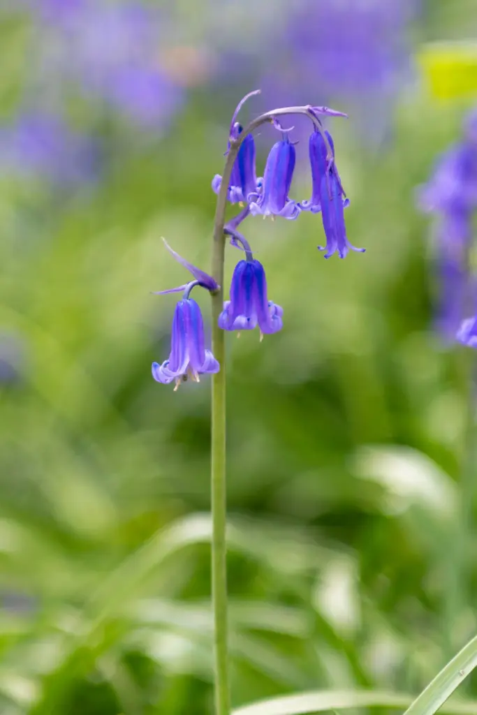 Close-up of a single bluebell stem in Dumbleton, Gloucestershire, with vibrant purple-blue flowers and a blurred green background.