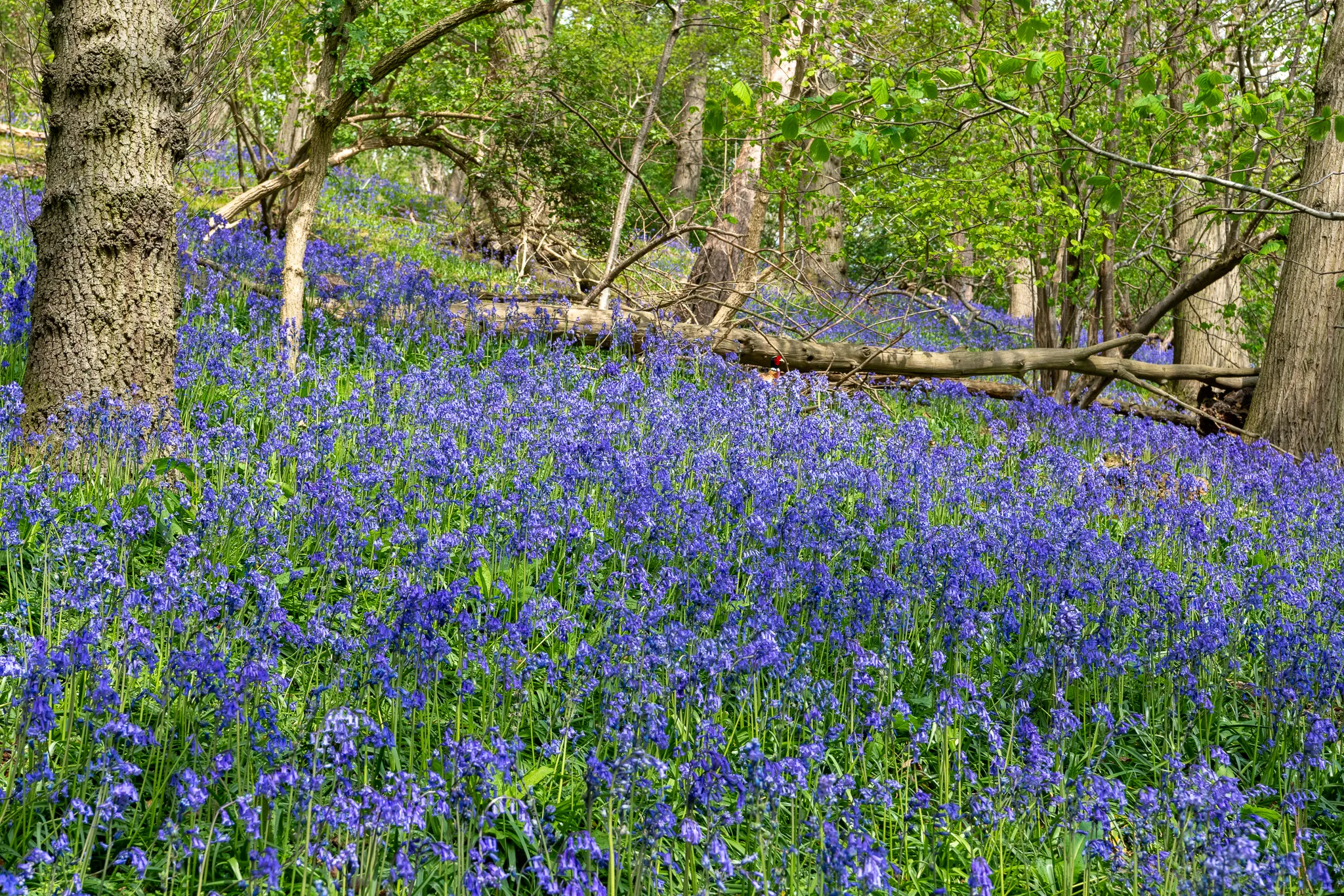 A Circular Walk Around Dumbleton, Gloucestershire: Capturing the Idyllic Charm