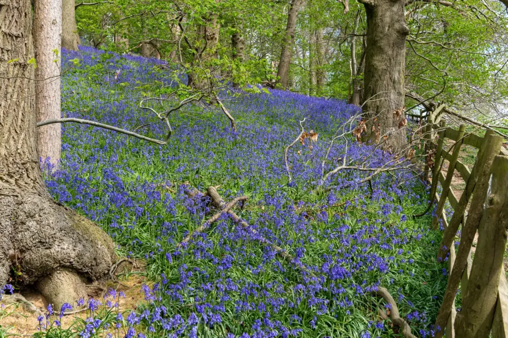 Woodland scene in Dumbleton, Gloucestershire, with a dense carpet of bluebells, large trees, and a rustic wooden fence under a springtime canopy.