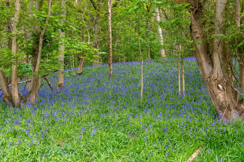 Woodland in Dumbleton, Gloucestershire, with a dense carpet of bluebells and vibrant green trees, creating a serene springtime scene.