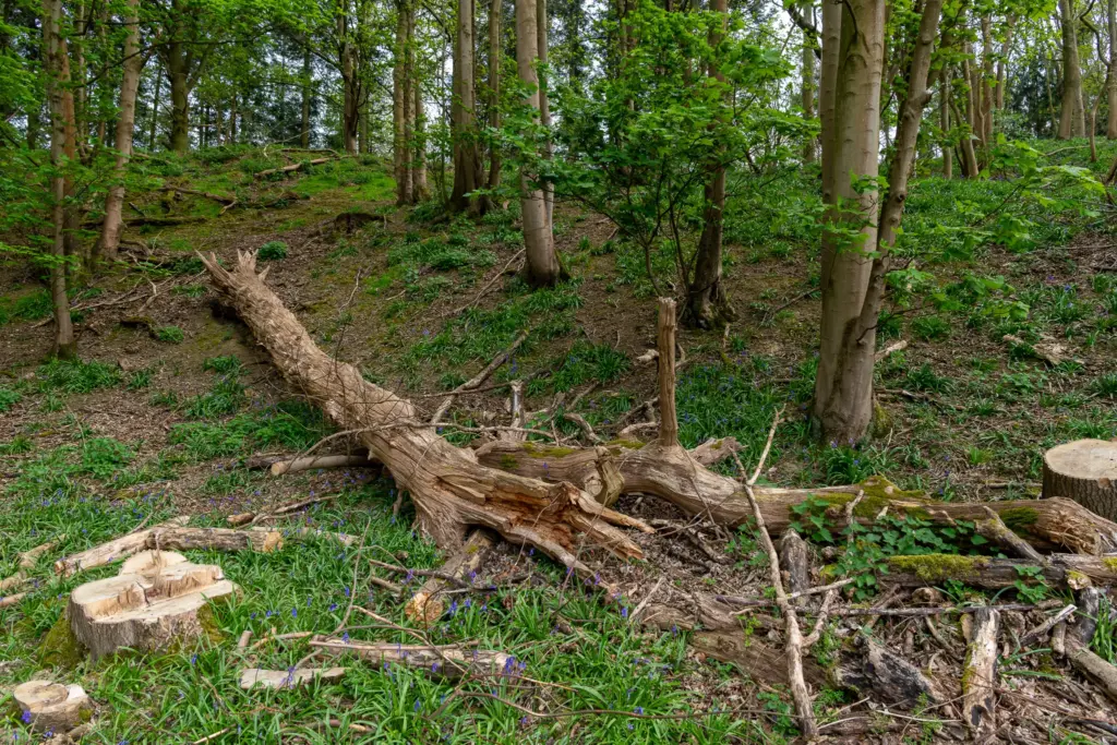 Forest scene in Dumbleton, Gloucestershire, featuring a large fallen tree trunk, tree stumps, and scattered bluebells on the lush green forest floor.