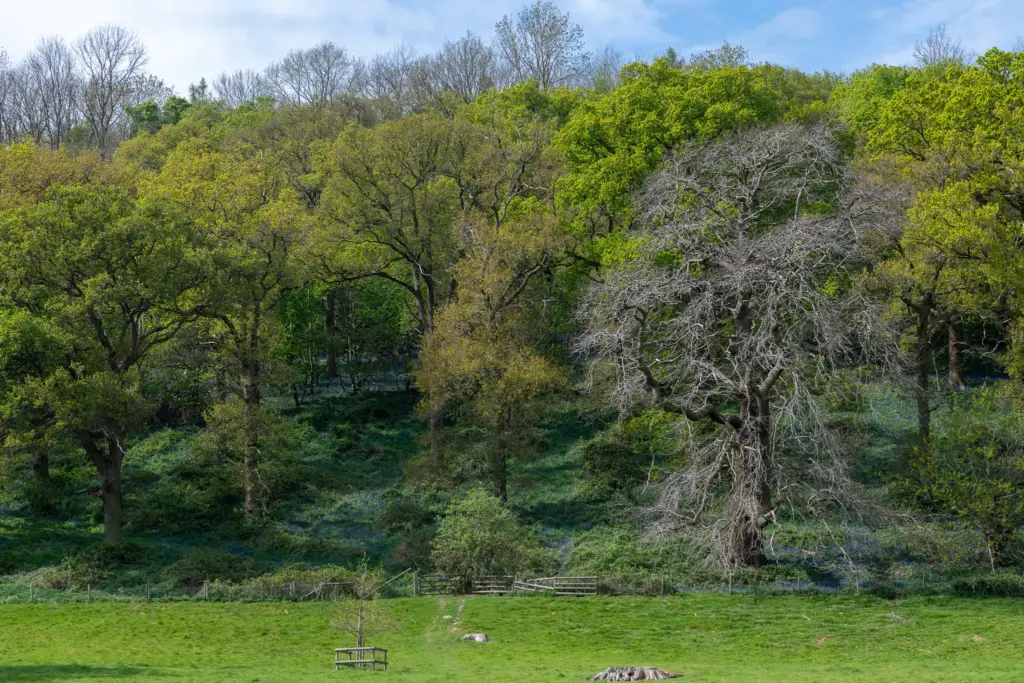 Serene parkland in Dumbleton, Gloucestershire, with lush green grass, a wooden fence, and vibrant trees, including one bare tree, under a clear sky.