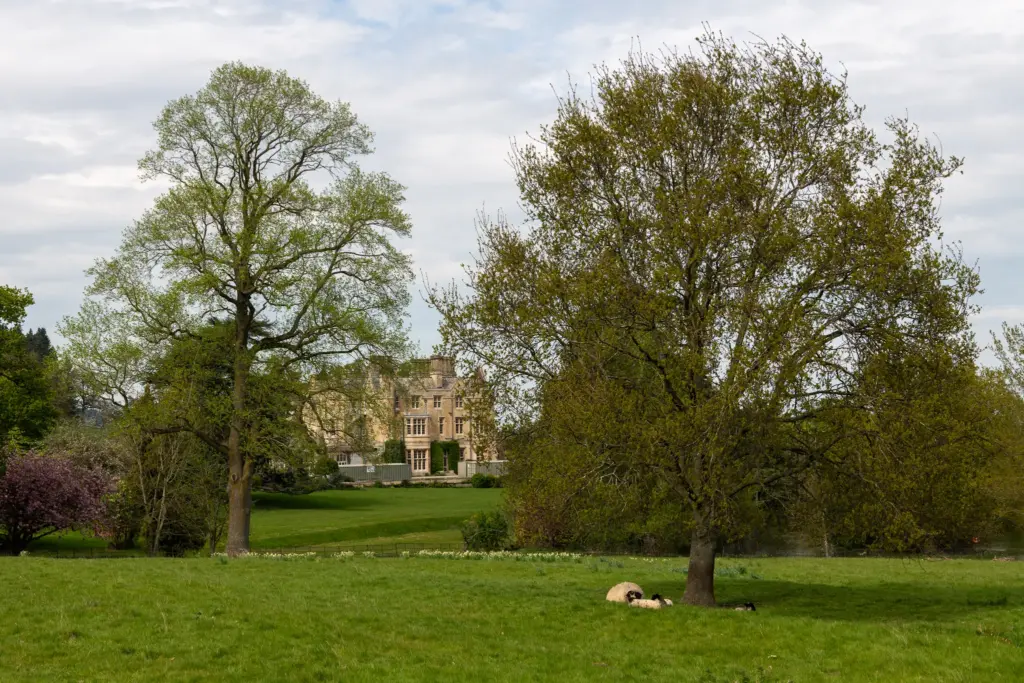 Pastoral landscape in Dumbleton, Gloucestershire, featuring two large trees, a group of sheep resting under one tree, and a stately building in the background.