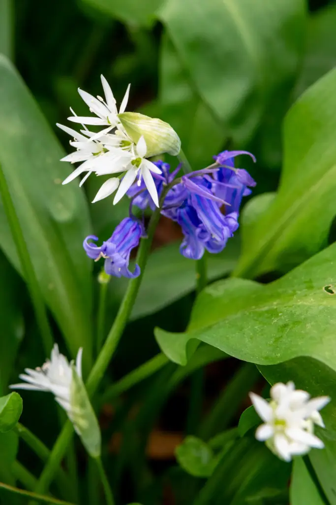 Wild Garlic flowers and bluebell flowers surrounded by lush green leaves in Dumbleton, Gloucestershire, showcasing springtime flora.